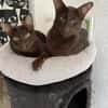 Ori und Feivel - Stapelkater