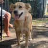 Sunny sucht ihr Für immer Zuhause