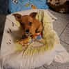 junge liebe kleine Honey auf PS in 91286