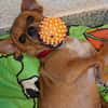 junge liebe kleine Honey auf PS in 91286
