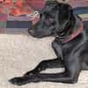 Sten (zur Pflege in 31688 Nienstädt)