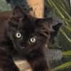 Sid [Chaton]