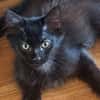 Moka [Chaton]