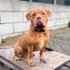 THOR (en cours d'adoption)