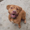 THOR (en cours d'adoption)