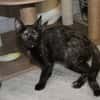 BIGNONE