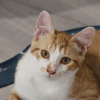 BARTSIE