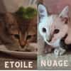 NUAGE ET ETOILE