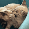 ATHENA ET AMAZONE