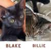 BLAKE ET BILLIE