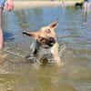 Max sucht ein Zuhause