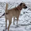 Max sucht ein Zuhause