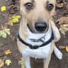 Max sucht ein Zuhause