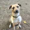 Max sucht ein Zuhause