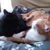 liebe Kater Simba u. Coco bei FFM ( ALO)