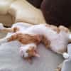 liebe Kater Simba u. Coco bei FFM ( ALO)