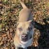 Dobby sucht ein Zuhause
