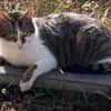 Leo sucht Zuhause als Einzelprinz