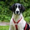Sirius sucht Zuhause mit Struktur