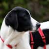 Sirius sucht Zuhause mit Struktur