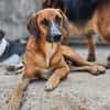 Sanfter Rüde ♥Amigo♥ erwartet dich schon in 74749 Rosenberg