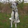 Merlin 66 cm (Pfegestelle)