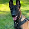 Seppi reinrassiger Malinois sucht  passendes Zuhause