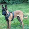 Seppi reinrassiger Malinois sucht  passendes Zuhause