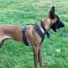 Seppi reinrassiger Malinois sucht  passendes Zuhause
