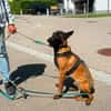 Seppi reinrassiger Malinois sucht  passendes Zuhause
