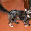 Lebhafte Palline sucht Zuhause