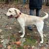 Benny sucht ein Zuhause