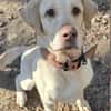 Benny sucht ein Zuhause