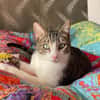 *RESERVIERT*mutiger kleiner Saw in Niddatal (ALM)