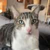 *RESERVIERT*mutiger kleiner Saw in Niddatal (ALM)
