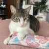 *RESERVIERT*mutiger kleiner Saw in Niddatal (ALM)