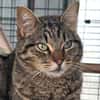 Ilver sucht liebevolles Zuhause