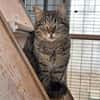Ilver sucht liebevolles Zuhause