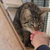 Ilver sucht liebevolles Zuhause