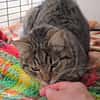 Ilver sucht liebevolles Zuhause