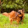 Branco sucht ein Zuhause