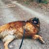 Branco sucht ein Zuhause