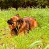 Branco sucht ein Zuhause