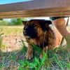 Branco sucht ein Zuhause