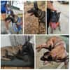 DAFNE, w., kastr., Malinois, 65 cm
