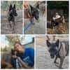 DAFNE, w., kastr., Malinois, 65 cm