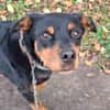 Samson ein -Ein Mann Hund-