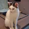 Novo  verschmuster junger Kater sucht Z