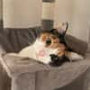 CATA, w., kastr., EHK-Glückskatze