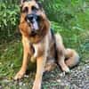 Maxl sucht dringend neues Zuhause